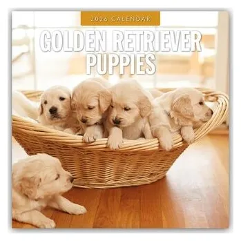 Golden Retriever Puppies - Golden Retriever Welpen 2026 - 16-Monatskalender - Red, Robin