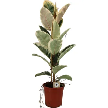 Bytová dekorace Gardners Ficus elastica Tineke, průměr 21 cm Fíkovník pryžodárný, Fíkovník, Gumovník