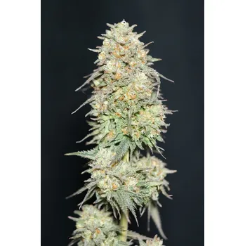 Semeno FastBuds Lemonpaya Balení: 1ks