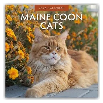 Maine Coon Cats - Maine Coon Katzen 2026 - 16-Monatskalender - Red, Robin