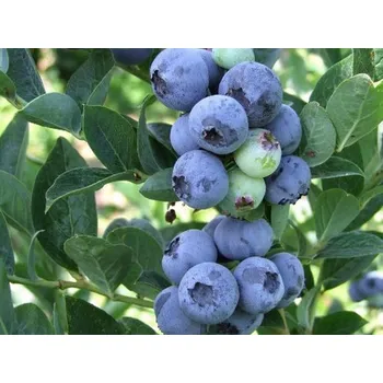 Sazenice Kanadská borůvka 'Bluegold' Balení: kontejner p9