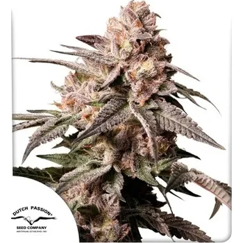 Semeno Dutch Passion Slush Mint Cake Počet ks Feminizované: 1