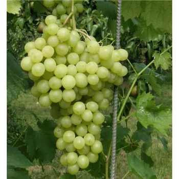 Sazenice Vinná réva stolní ´PANÓNIA KINCSE´, zemní bal