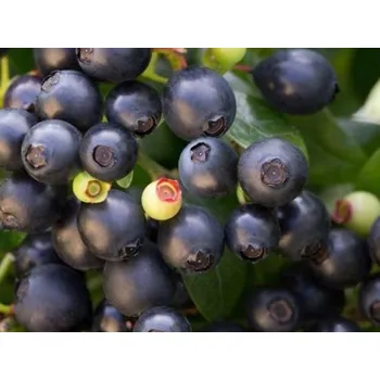 Sazenice Borůvka úzkolistá 'Berry Bux' Balení: kontejner p10,5