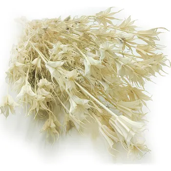 mech-mech.cz Sušená Nigella - (Nigella Orientalis) - bílá