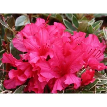 Sazenice Japonská azalka 'Silver Sword' Balení: kontejner p17