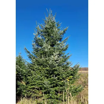 Vánoční stromek Živý, řezaný Vánoční stromek Jedle Obrovská / 276 - 300 cm