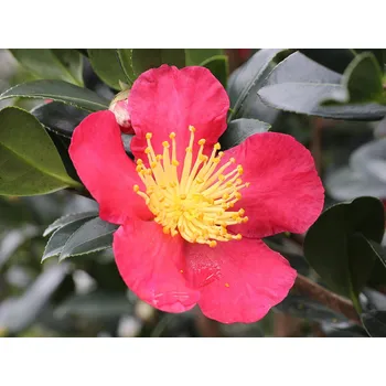 Sazenice Kamélie sazanka 'Yuletide' Balení: kontejner p15
