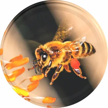 Víčko na zavařovací sklenici Skloobaly Víčko TO 82 letící včela Od 740: 1 ks