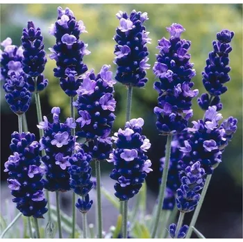 Semeno Levandule lékařská mix 10 kusů sazenic