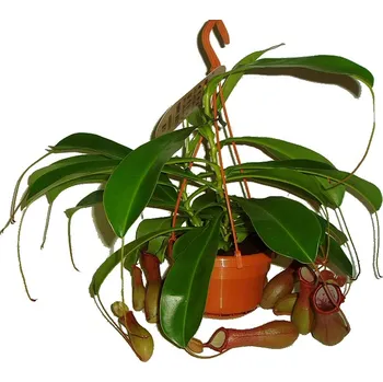 Sazenice Masožravá rostlina masožravka velká Láčkovka Nepenthes 15 cm