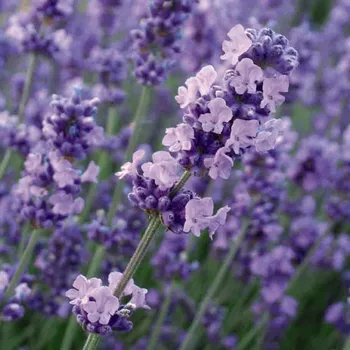 Sazenice Levandule na kmeni - druhá jakost, střední výška