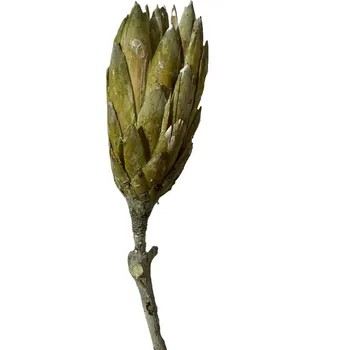 Sušené květiny Repens frosted lime big, 20 ks, zelené