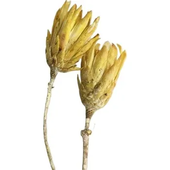 Repens frosted yellow big 20 ks - skvělý tip, jak vytvořit jedinečné květinové vazby a aranžmá