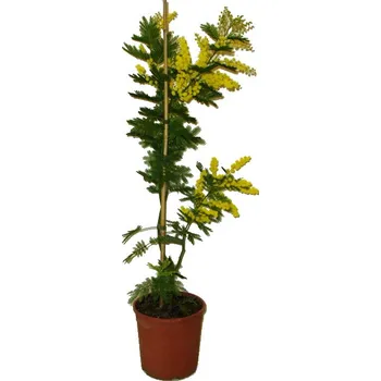 Sazenice Mimosa - Acacia dealbata (paradoxa) 15 cm