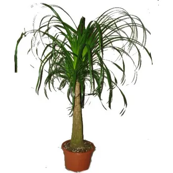 Sazenice Nolina - sloní noha 60 cm