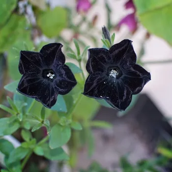 Semeno Petúnie Sophistica Blackberry F1 - Petunia grandiflora - osivo petúnie - 15 ks