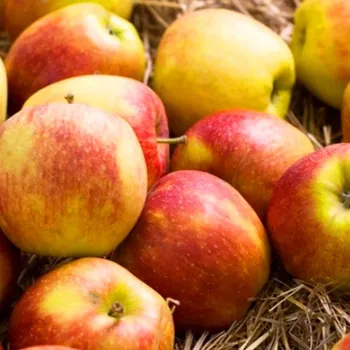 Sazenice JABLOŇ ´MIŠEŇ JAROMEŘSKÁ´ - Podnož A2