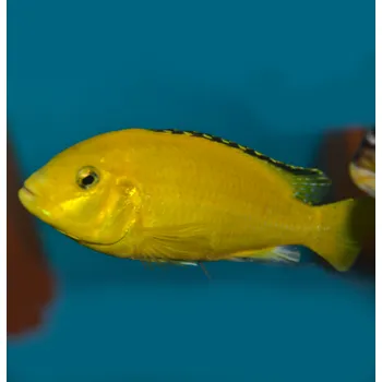 Chovatelství Labidochromis caeruleus sp. 'Yellow'