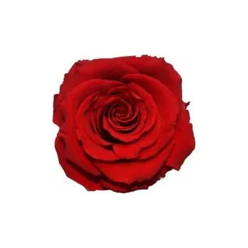 Kytice Thea (Vázaná kytice ze stabilizovaných rostlin - vydrží až 730 dní)