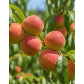 Sazenice Broskvoň 'Favorita Morettini'