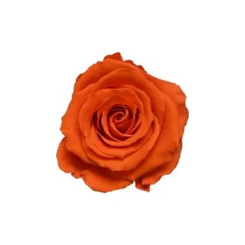 Kytice Laura (Vázaná kytice ze stabilizovaných rostlin - vydrží až 730 dní)