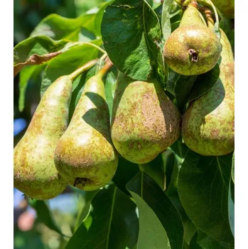 Semeno Hrušeň 'Konference'