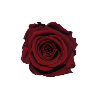 Kytice Berta (Vázaná kytice ze stabilizovaných rostlin - vydrží až 730 dní)