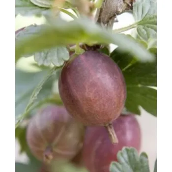 Sazenice Angrešt 'Koběl' stromkový