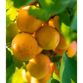 Sazenice Meruňka 'Maďarská'