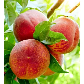 Sazenice Broskvoň 'Redhaven' Podnož: Semenáč