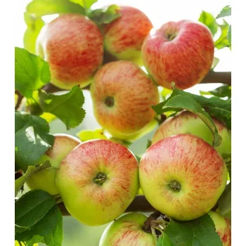 Sazenice Jabloň 'James grieve red'