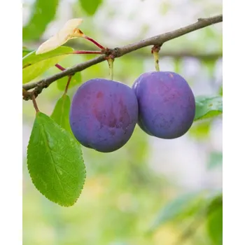 Sazenice Švestka 'President'