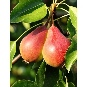 Sazenice Hrušeň 'Clappova'