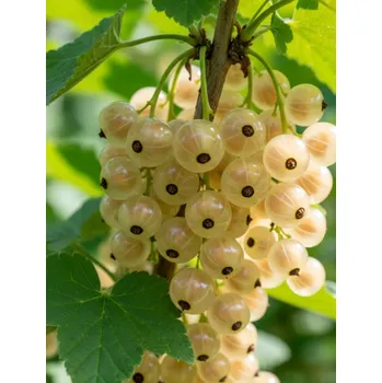 Sazenice Rybíz 'Werdavia'