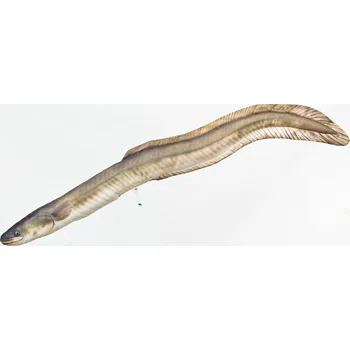 Polštář GABY s.c. Polštář Úhoř říční - 115 cm polštářek