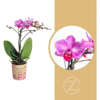 Sazenice Orchidej Můrovec, Phalaenopsis Kolibri Basel, 2 výhony, tmavě růžová