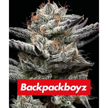 Semeno Barney's Farm Black Cherry Gushers Balení: 5ks