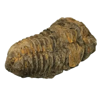 Trilobit CALYMENE s váhou 130 g
