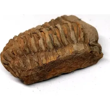 Trilobit Calymene 114 g – fosilie z Maroka (ordovik)