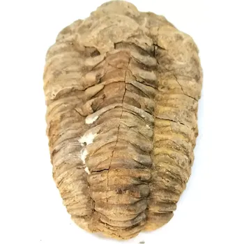 Trilobit Calymene fosilie 116 g – unikátní přírodní zkamenělina pro sběratele a esoteriku (8 cm)