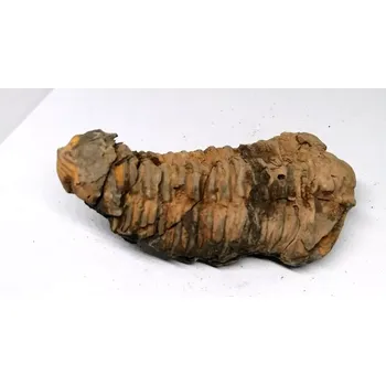 Trilobit v B.kvalitě, 134 g