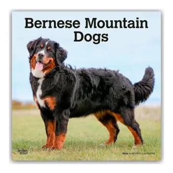 Diář Bernese Mountain Dogs - Berner Sennenhund 2026 - 16-Monatskalender – BrownTrout Publishers Inc (EN)