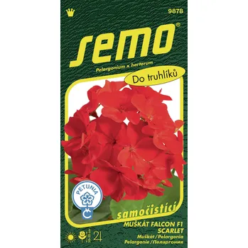 Semeno Pelargonie páskatá - Falcon F1 Scarlet 9s
