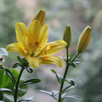 Sazenice Lilie Fata Morgana - Lilium - cibule lilií - 1 ks