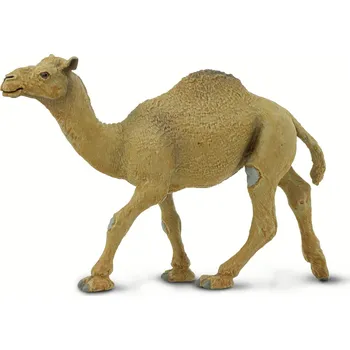 Safari Dromedary Camel