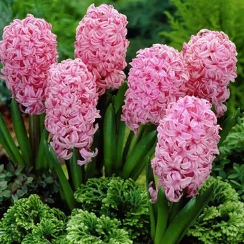 Cibulovina Hyacint Anna Marie 5 ks