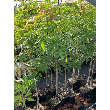 Semeno Pistacia UCB1 - hardy rootstock for pistachios