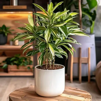 Sazenice Alpinia zerumbet variegata - zázvor panašovaný