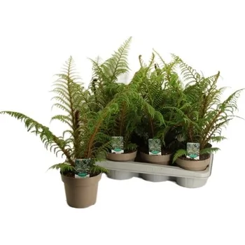 Sazenice Cyathea Highland Lace - stromová kapradina